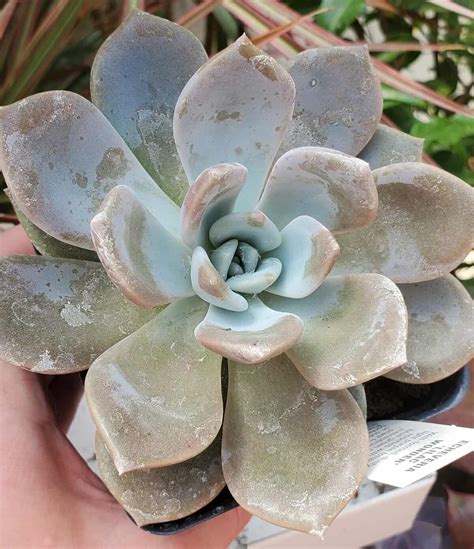 100+ Types of Succulents with Pictures & Names (Identification)