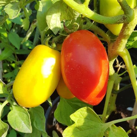 Pomidor San Marzano Sadzonka W Doniczce Oficjalne