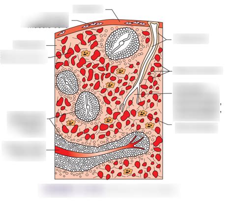 Structure Of The Spleen Diagram Quizlet