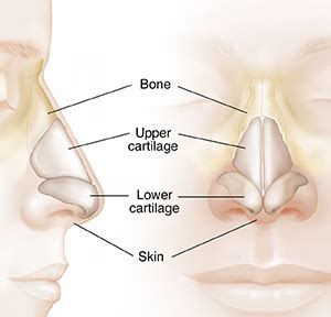 Parts Of A Nose Diagram Nose Diagram, Nose, Anatomy, 53% OFF