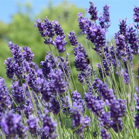 Graines de Lavande vraie BIO Lavandula angustifolia BIO Mellifère