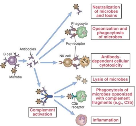 The Effector Mechanisms Of Humoral Immunity Flashcards Quizlet