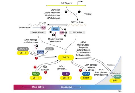 The Ups And Downs Of Sirt1 Trends In Biochemical Sciences