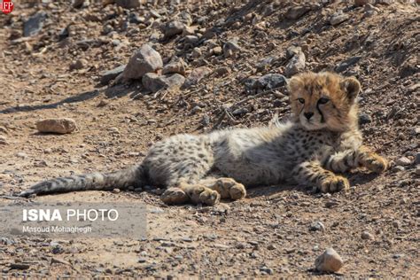 Iran-based Asiatic Cheetah Cubs Doing Well One Year After Birth - Iran ...