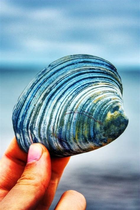 48 Best Polished Blue Shell Images On Pinterest Sea Shells Conch