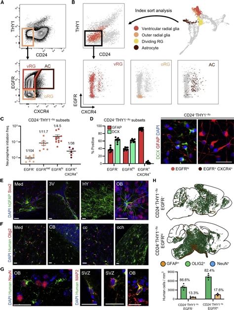 Purification And Characterization Of Human Neural Stem And Progenitor