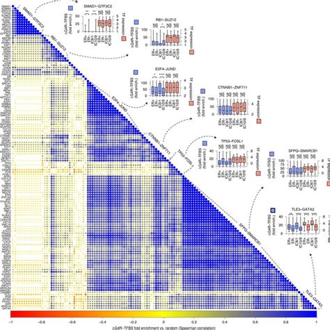 G4 DNA regions reveal the activity of distinct transcription factor ... 