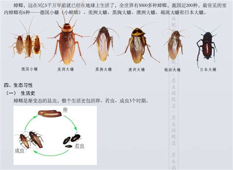 和蟑螂长得很像的虫子怎么判断是不是蟑螂 伤感说说吧