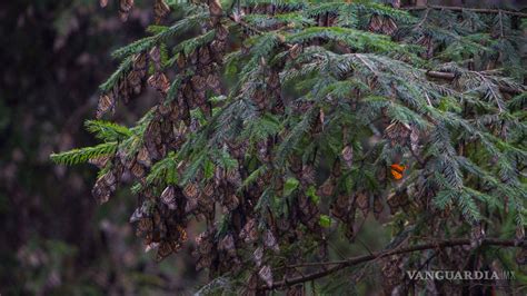 Nevada Afecta Al Santuario De La Mariposa Monarca