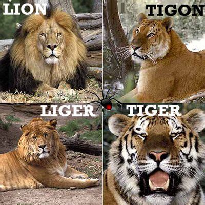 Ligers are Real Liger is Pretty Much My Favorite Animal