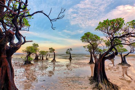 And The Winner Is Mangrove Photography Awards 2020 Conservation Optimism