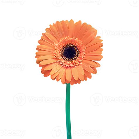 Ai Generated Gerbera Daisy Flower Isolated On Transparent Background