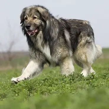 Carpathian Shepherd – Dog Breed Information – Advice Paw