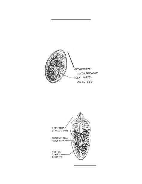 figure   stages  fasciola hepatica parasitology ii