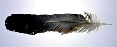 Black bird feathers - 67 photo