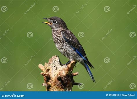 Baby Eastern Bluebird Royalty Free Stock Photos - Image: 25339898