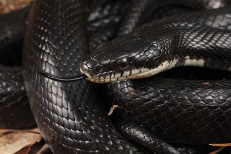 “Eastern rat snake” : r/herpetology