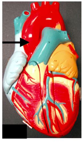 Anterior Heart Model Lab Flashcards Quizlet