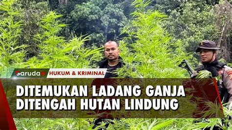 Polisi Aceh Temukan Ladang Ganja Seluas Hektar Di Hutan Lindung Youtube