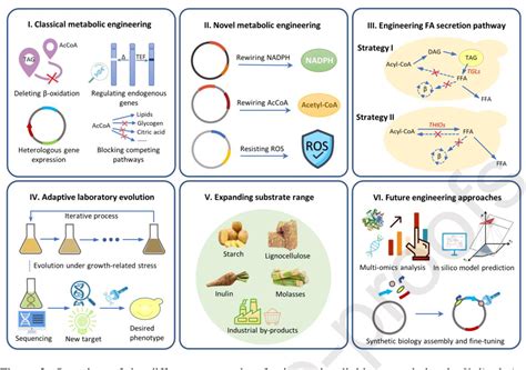 Figure 2 From Metabolic Engineering For Increased Lipid Accumulation In