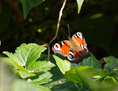 Paon Du Jour Aglais Io Erik Numerik Flickr