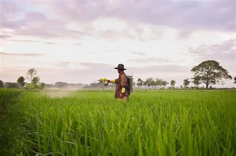 Premium Photo Senior Male Farmer Spraying Pesticides To Paddy Plant