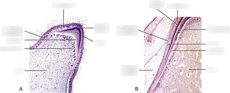 Matrix Formation Of Enamel Dentin Diagram Quizlet