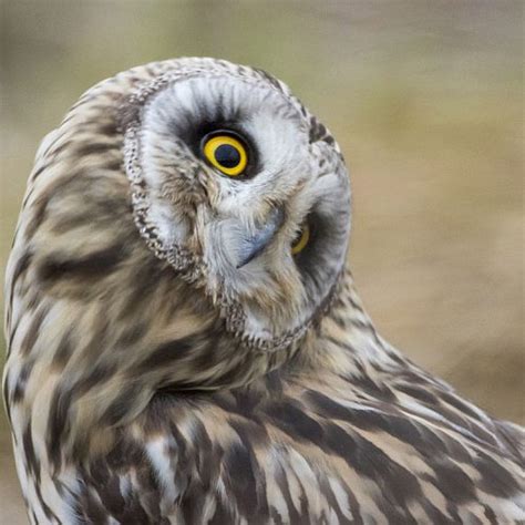 Amazing Pictures Owl Turn Their Heads Up To 270 Degrees Part 2