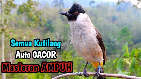 Suara Burung Kutilang Gacor Untuk Pikat Dan Masteran YouTube