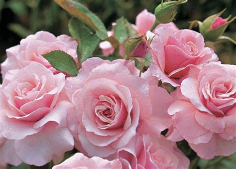 Троянди флорибунда: опис сортів з фото і назвами - Корисні поради ...