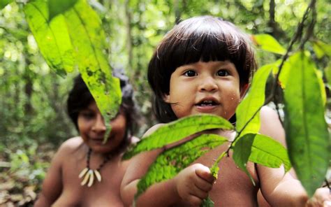 Lamazonie Le Poumon Vert De Léconomie Mondiale Disparaît