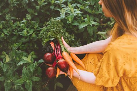 Vegetables Harvest Freshly Picked From Garden Healthy Lifestyle Vegan