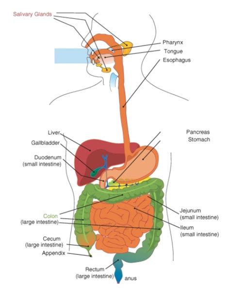 digestive system opencurriculum