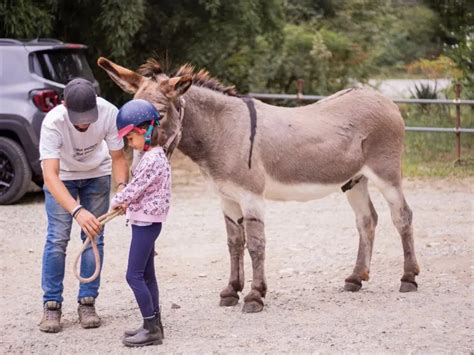 Passeggiata Con Gli Asini Sul Colle Di San Michele E Merenda Holidoit