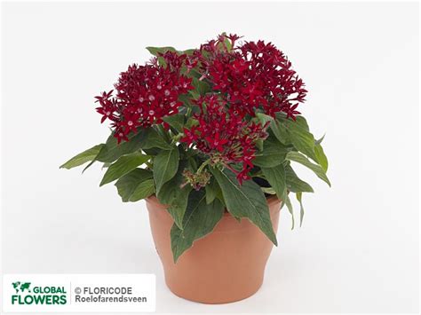 Pentas — photo of varieties and species | Global Flowers