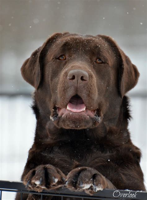 Overlook Mountain Labradors | AKC LABRADORS FOR SERVICE, FAMILY, FIELD AND SHOW