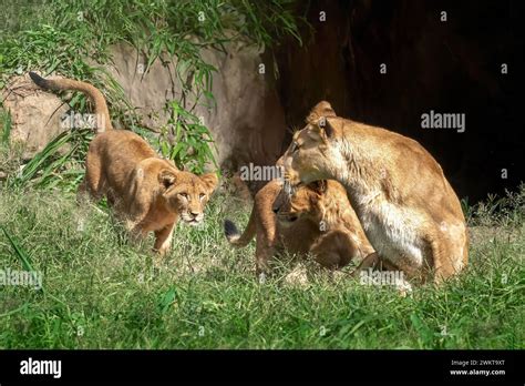 Lioness With Cubs Panthera Leo Stock Photo Alamy