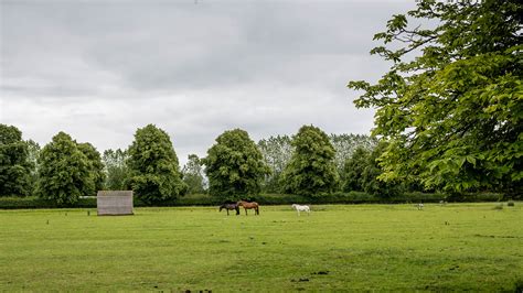 Three Horse Race Ripley Village Harrogate North Yorks Bob