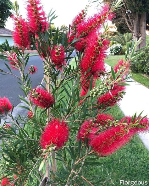 How To Grow And Care For Bottlebrush Melaleuca Spp Bottlebrush