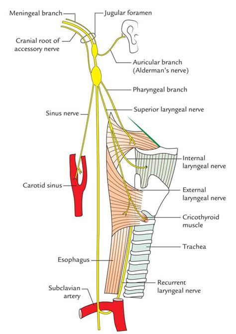 Vagus Nerve Earth S Lab In Vagus Nerve Cranial Nerves