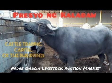 Presyo Ng Kalabaw Cattle Trading Capital Of The Philippines Padre