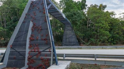 Unik Jembatan Penyebrangan Khusus Hewan Termasuk Untuk Kepiting