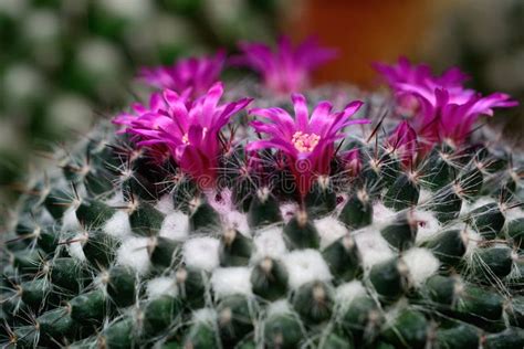 Mammillaria Scrippsiana With Pink Flowers Stock Image Image Of Beauty