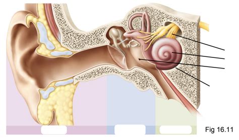 Inner Ear Diagram Quizlet