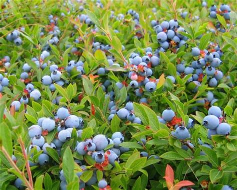 Drones Watch Over Blueberry Fields Saving Farmers Time And Money Cbc