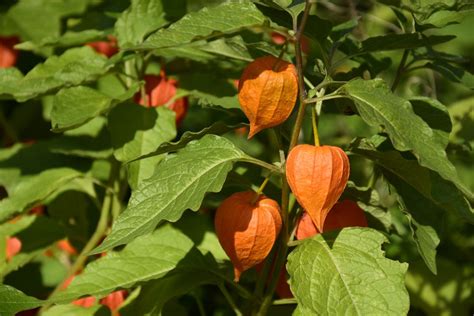 Physalis Pflanzen Standort Dan Gundula