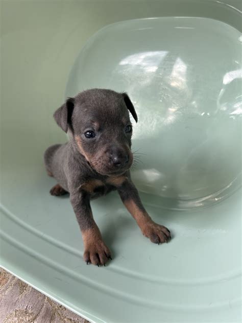 Miniature Pinscher For Sale In New York Petzlover