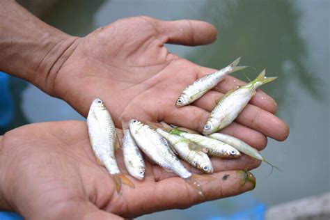 Jaga Populasi Ikan Bilih Nagari Sumpur Dipilih Jadi Area Konservasi