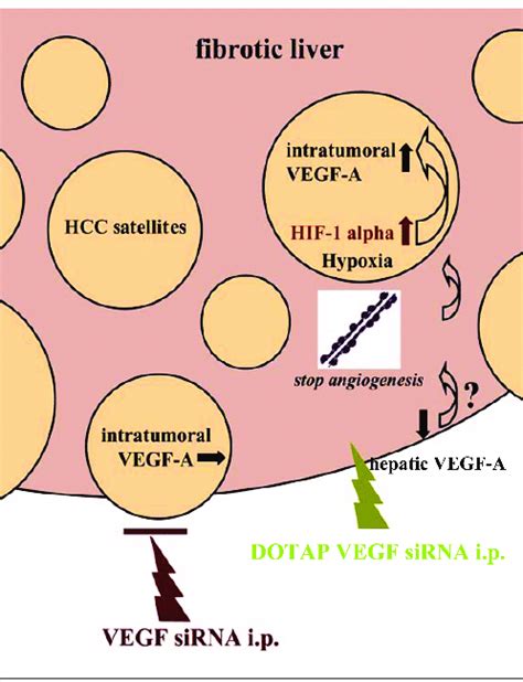 A Simplified Overview Elucidating Our Hypothesis SiRNA Uptake Is