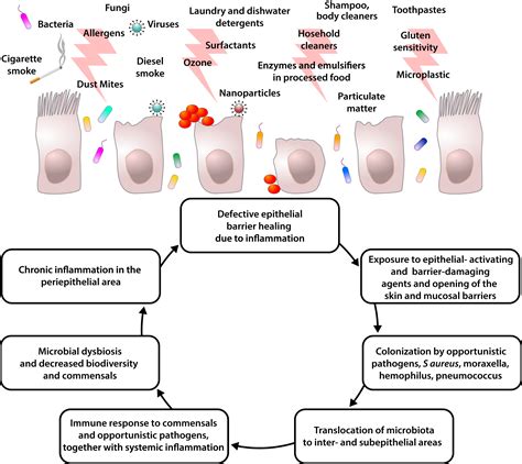 The Epithelial Barrier Hypothesis Proposes A Comprehensive